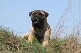 BULLMASTIFF 359